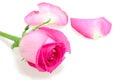 Pink bud-flower of rose Royalty Free Stock Photo