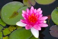 A pink bud of a flowering lily on the water in the lake. Royalty Free Stock Photo