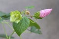 Pink bud of a hibiscus garden