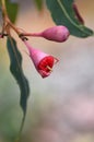 Pink bud and opening red blossom of the Australian native flowering gum tree Corymbia ficifolia Royalty Free Stock Photo