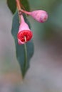 Pink bud and opening red blossom of the Australian native flowering gum tree Corymbia ficifolia Royalty Free Stock Photo