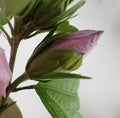 Pink rhodendrum flower closed up, ready to bloom,