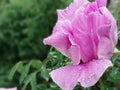 Pink bud of tree peony in drops of dew on petals Royalty Free Stock Photo