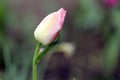Pink bud of tulip against green blurry background, closeup. Bright spring flower, macro photo Royalty Free Stock Photo