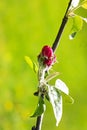 pink bud of an unblown apple flower on a green Royalty Free Stock Photo