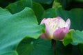 Pink buddha lotus flower closeup