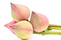 Pink budding lotus flowers Royalty Free Stock Photo