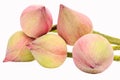Pink budding lotus flowers Royalty Free Stock Photo