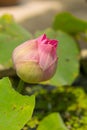 Pink budding lotus flowers . Royalty Free Stock Photo