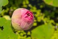 Pink budding lotus flowers . Royalty Free Stock Photo