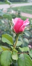 Pink budding rose at Loose Park Royalty Free Stock Photo