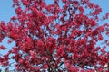 Pink Buds