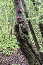 Pink buds on ancient cracked trunk tree