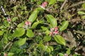 Pink buds of apple blossom and green leaves Royalty Free Stock Photo