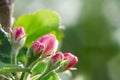 Pink buds of apple trees in springtime orchard in may day