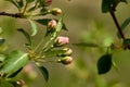 Pink buds on the branch of the ranetki