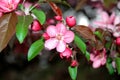 Pink buds and flowers on a branch of the paradise apple tree in the park