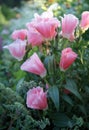 Pink buds of flowers godetia. Clarkia amoena