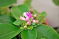 Pink buds and flowers of Pereskia aculeata