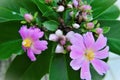 Pink buds and flowers of Pereskia Grandifolia