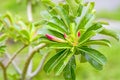 Pink buds on green flower stalk Royalty Free Stock Photo
