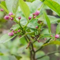 Pink buds of lemon tree and leaves in the garden at the North Vietnam Royalty Free Stock Photo