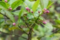 Pink buds of lemon tree and leaves in the garden at the North Vietnam Royalty Free Stock Photo