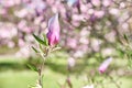 Pink buds of magnolia flowers Royalty Free Stock Photo