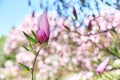 Pink buds of magnolia flowers outside Royalty Free Stock Photo