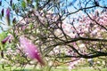 Pink buds of magnolia flowers outside Royalty Free Stock Photo