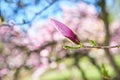 Pink buds of magnolia flowers Royalty Free Stock Photo