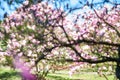 Pink buds of magnolia flowers Royalty Free Stock Photo