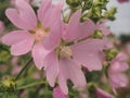 Pink buds of mallow flowers. Blossoming pink petals