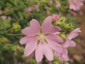 Pink buds of mallow flowers. Blossoming pink petals