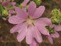 Pink buds of mallow flowers. Blossoming pink petals