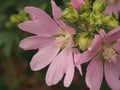 Pink buds of mallow flowers. Blossoming pink petals