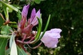 Pink buds and pale white flowers of Great White Rhododendron shrub