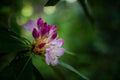 Pink Buds Of Rhodendron Flowers Pop Among The Shades Of Green In Redwood Royalty Free Stock Photo