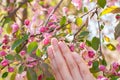 Pink Buds of unblown fruit tree and female hand with ladybug, soft focus. Blooming apple tree on spring. Flowering Crabapple in th Royalty Free Stock Photo