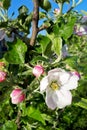 Pink buds and white flowers of apple tree against a blue sky, vertical photo, selective focus. Spring concept Royalty Free Stock Photo