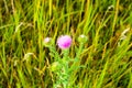 Pink Budyak Flowers Prickly Budyak Ukraine