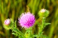 Pink Budyak Flowers Prickly Budyak Ukraine