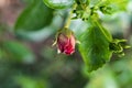 Pink bulb flower growing on a green garden