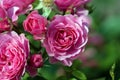 Pink Bulgarian Rose double flowers blooming in summer garden