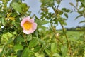 Pink bulgarian rose bush