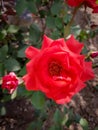 Pink bulgarian rose looks amazingly beautiful in garden.