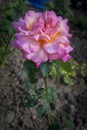 Pink bulgarian rose looks amazingly beautiful in garden.
