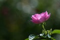 pink bulgarian roses in the garden