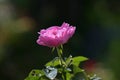 pink bulgarian roses in the garden