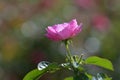pink bulgarian roses in the garden
